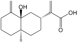 5α-羟基广木香酸