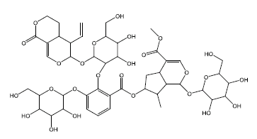 大花龙胆新I