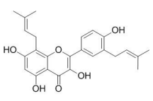 构树黄酮醇F